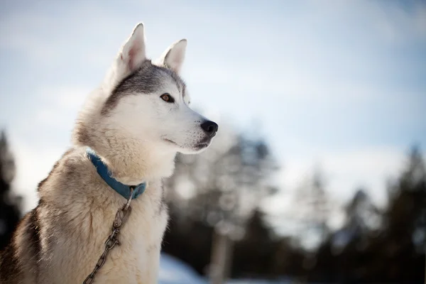 Husky verbringt Zeit im Freien — Stockfoto