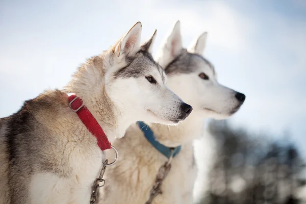 Huskies kiadási időt a szabadban — Stock Fotó