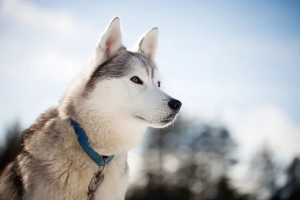 Husky spending time outdoors — Stock Photo, Image