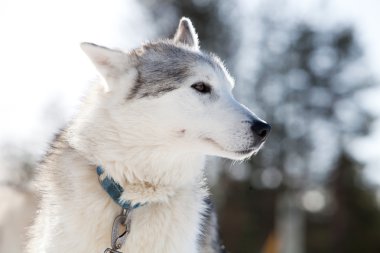 Husky harcama zaman açık havada