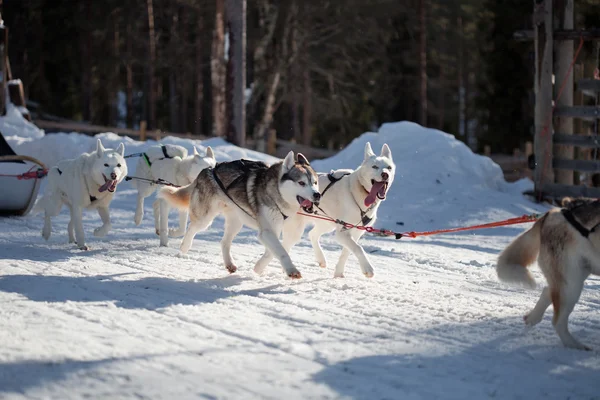 Huskies αφιερώνουν χρόνο σε εξωτερικούς χώρους — Φωτογραφία Αρχείου
