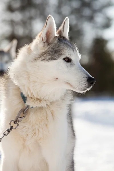 Husky trascorrere del tempo all'aperto — Foto Stock