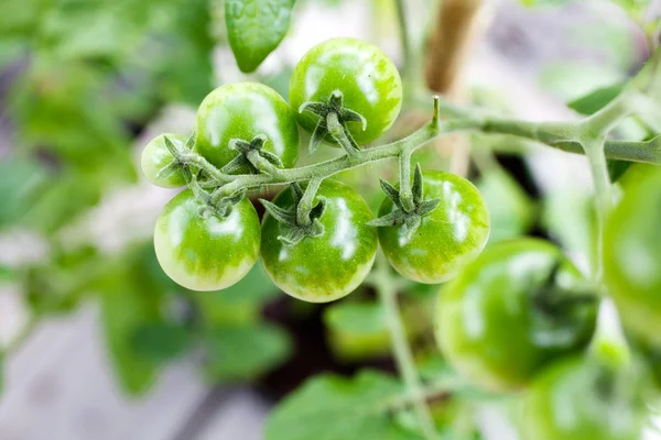 Büyüyen küçük kiraz domates — Stok fotoğraf