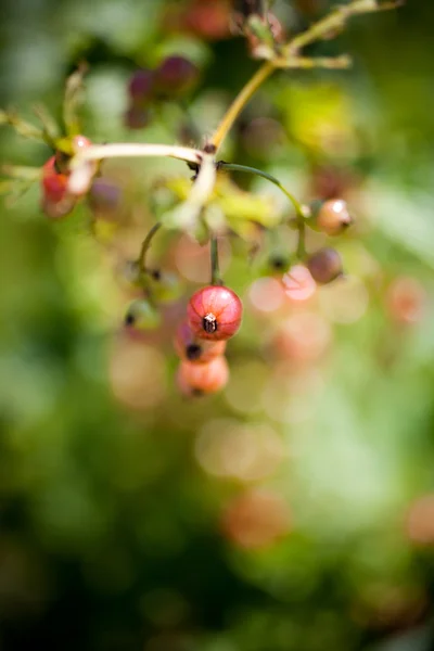 Växande röda vinbär — Stockfoto