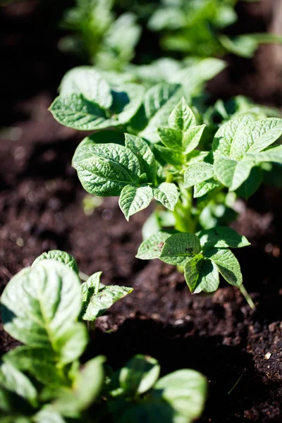Cultiver des pommes de terre dans le jardin familial — Photo