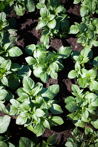 Cultivando batatas no jardim em casa — Fotografia de Stock