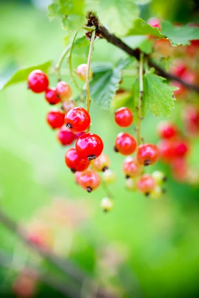 Crecimiento de grosella roja — Foto de Stock