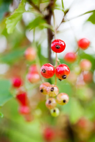 Växande röda vinbär — Stockfoto