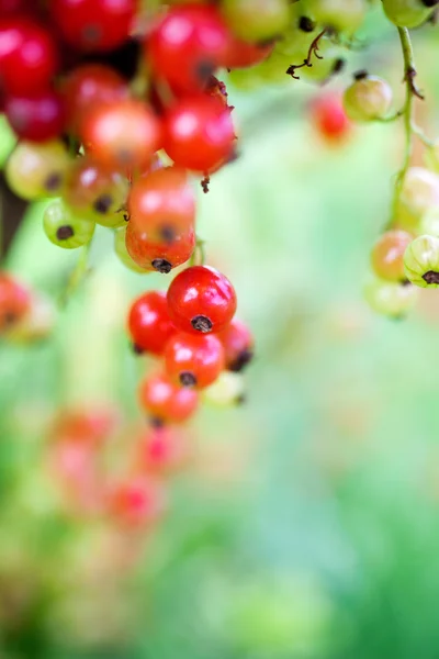 Growing red currant — Stock Photo, Image