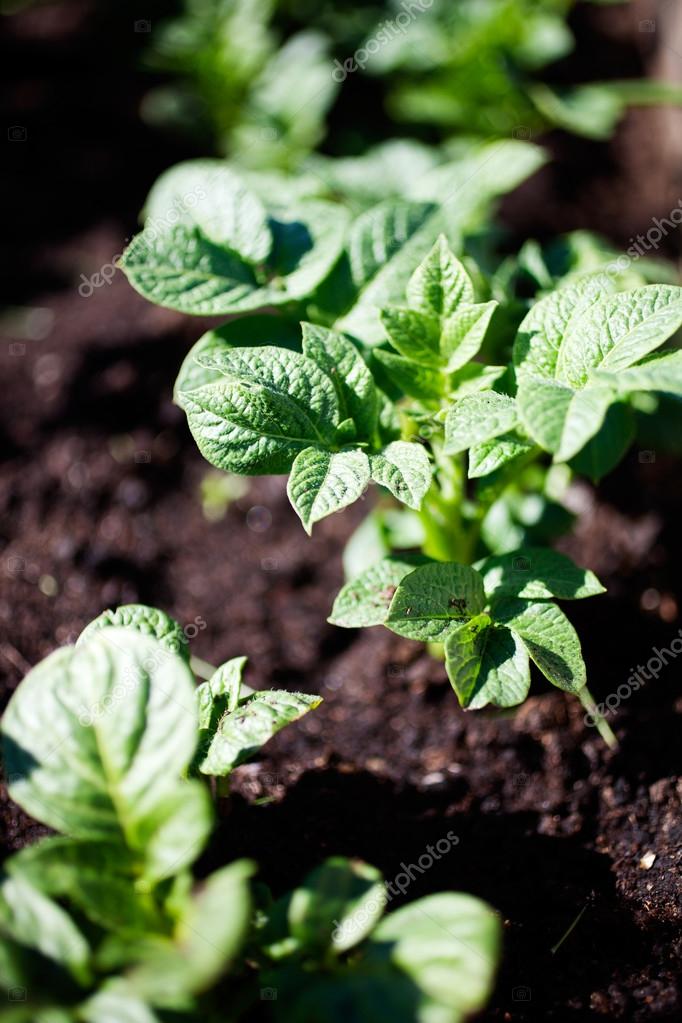 Growing potatoes in home garden Stock Photo by ©molka 115577758
