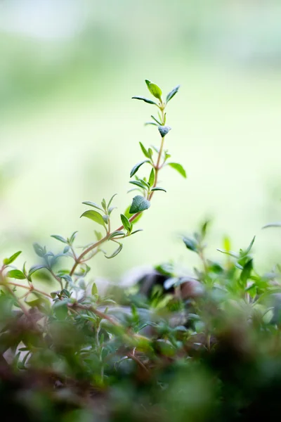 Fresh thyme in home garden — Stock Photo, Image