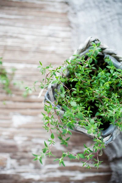 Fresh thyme in home garden — Stock Photo, Image