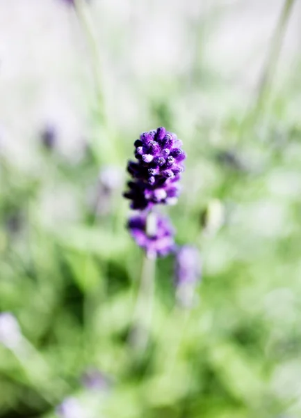 Violet lavendel i trädgården — Stockfoto