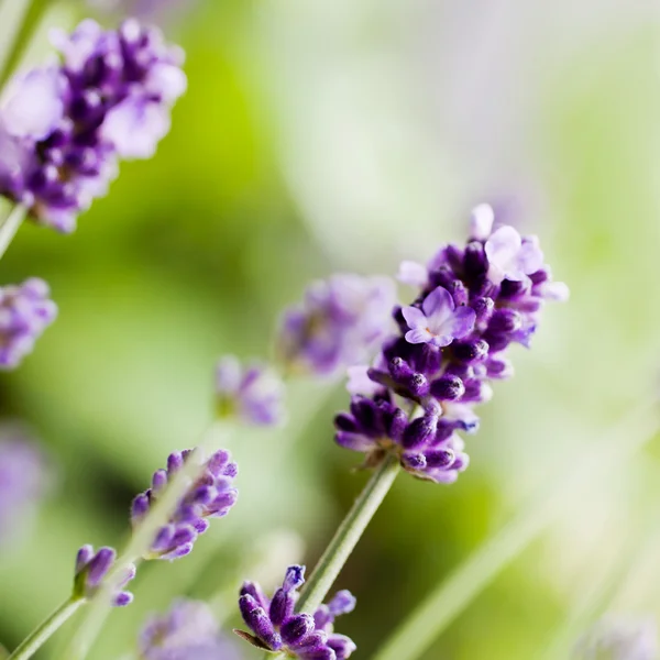 Fresh lavender blooming — Stock Photo, Image