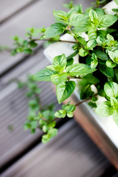 Mint in home garden — Stock Photo, Image