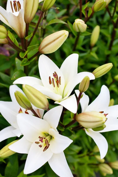 Lys blancs dans le jardin — Photo