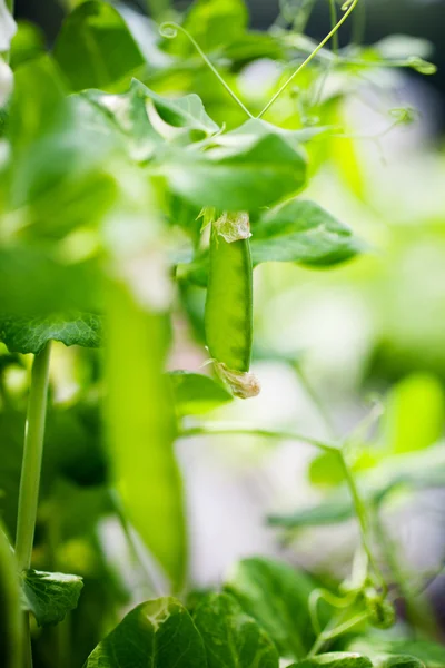 Growing green peas — Stock Photo, Image
