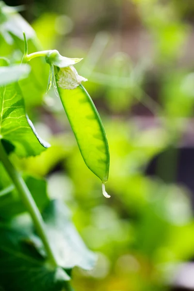 Growing green peas — Stock Photo, Image