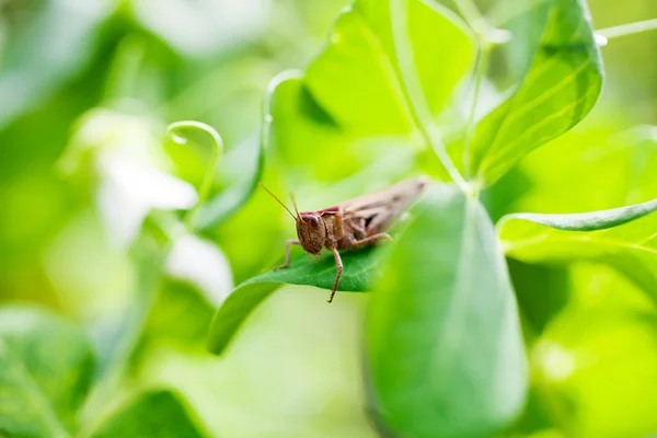 蚱蜢在家里的花园里 — 图库照片