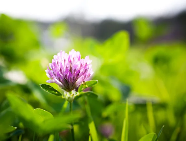 Trevo roxo no jardim — Fotografia de Stock