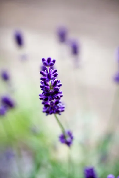 Taze lavanta çiçek açan — Stok fotoğraf