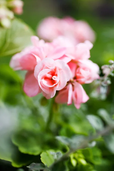 Beautiful Pink pelargonium Royalty Free Stock Images
