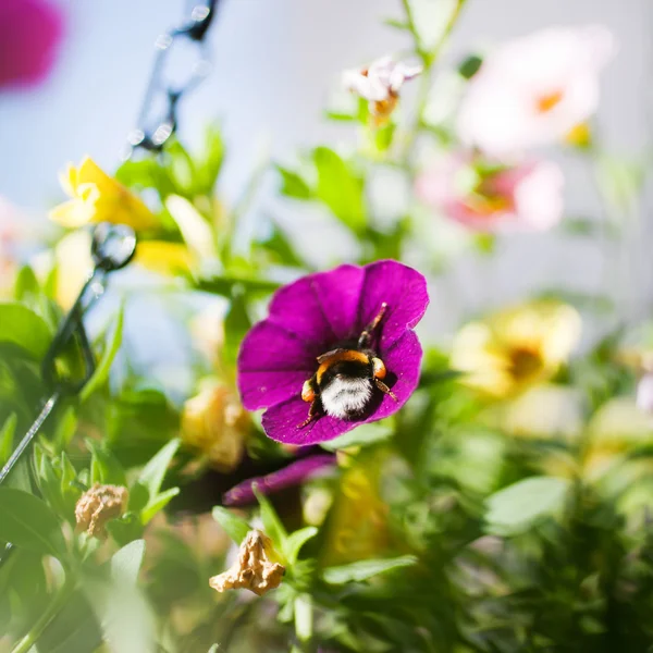 在紫罗兰花的蓬松大黄蜂 — 图库照片
