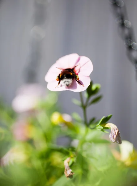 在花上的蓬松大黄蜂 — 图库照片