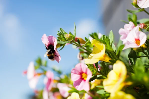 Abelha fofa em flores — Fotografia de Stock