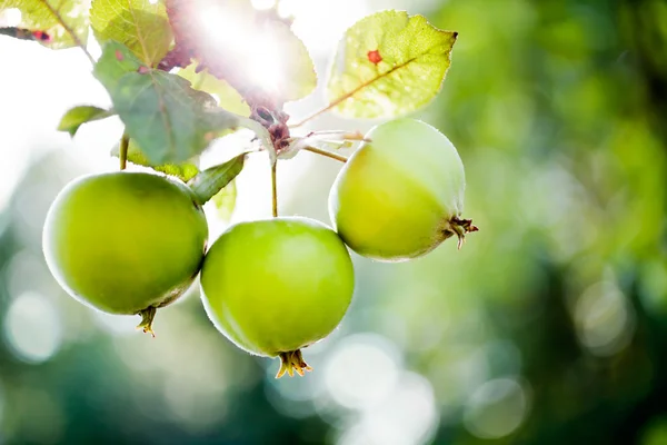 Groene appels in tuin — Stockfoto