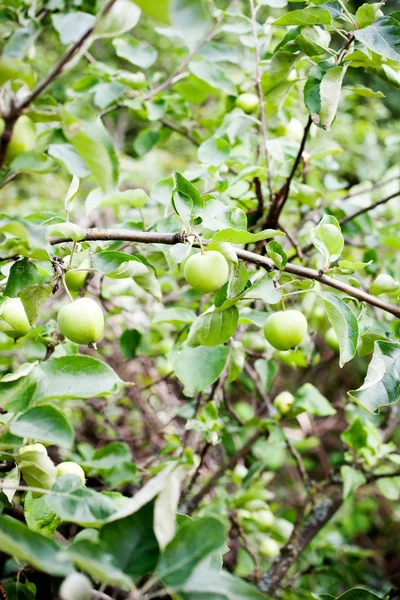 Gröna äpplen i trädgården — Stockfoto