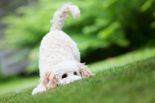 Caniche em miniatura — Fotografia de Stock