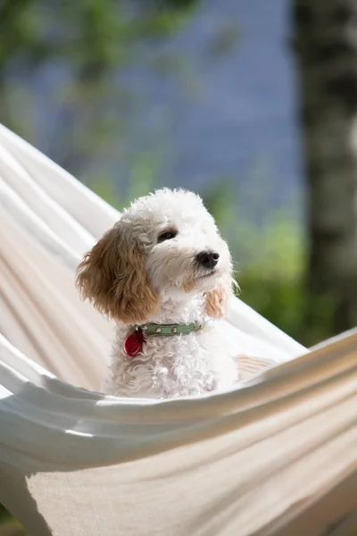 Caniche em miniatura — Fotografia de Stock