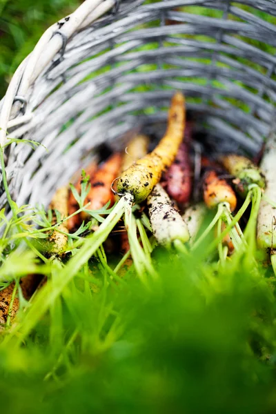 Zanahorias arco iris — Foto de Stock