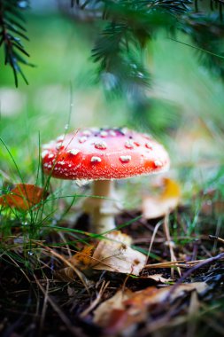 Zehirli amanita, yakın çekim