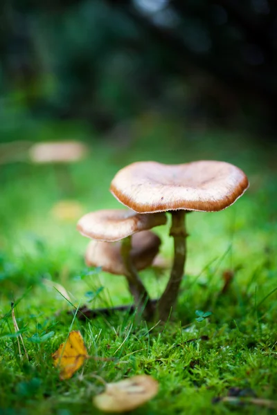 Cogumelos, close-up — Fotografia de Stock
