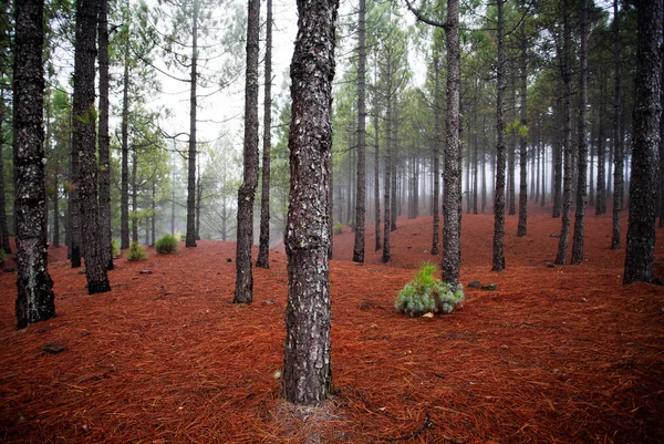 Foggy landscape, Gran Canaria — Stock Photo, Image