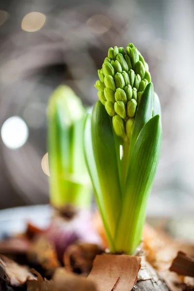 Hyacinten met knoppen — Stockfoto