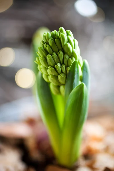 Hyacinth with buds — Stock Photo, Image