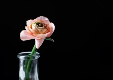 pembe ranunculus çiçeği