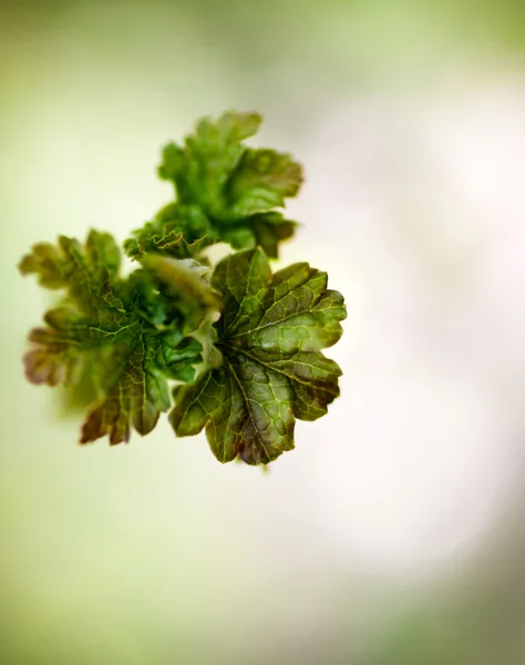 Red currant growing — Stock Photo, Image