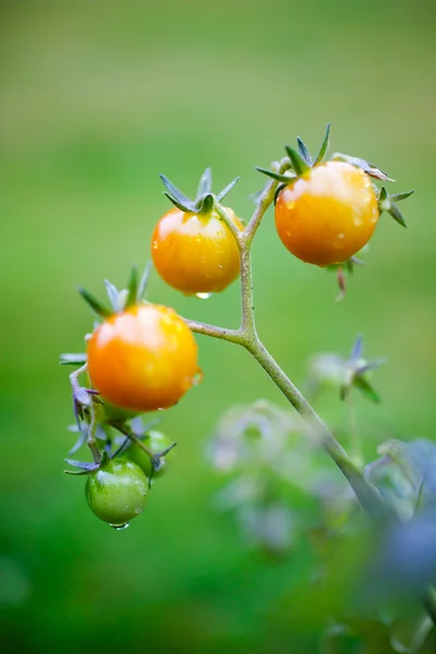 Bouquet de tomates fraîches — Photo