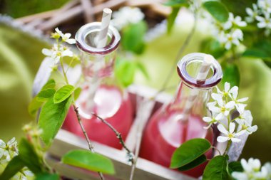 Suyu taze ravent yapılan