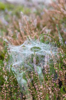 shimmering spider webs draped across blooming heather, glistening with morning dew