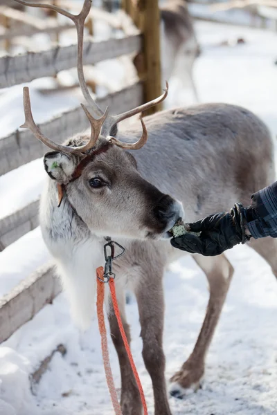 Reindeer  in Finnish lapland — Stock Photo, Image