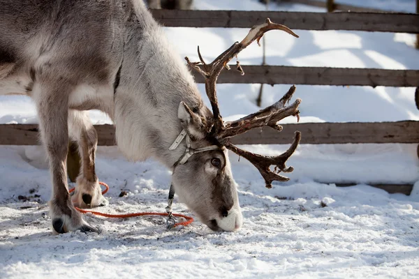 Reindeer eating in Finnish lapland — Stock Photo, Image