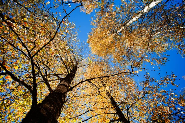 Гілки берези восени — стокове фото