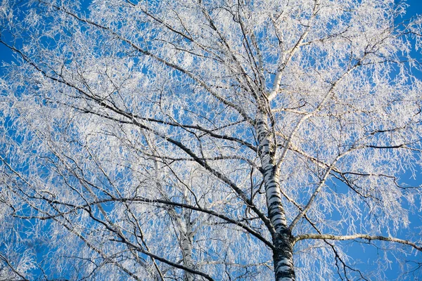 Paisaje Abedules en invierno —  Fotos de Stock