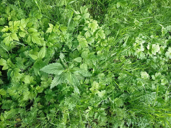 Dense greenery, grass and nettle, top view, detailed background — Fotografia de Stock