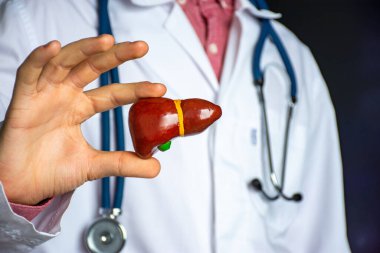 Tıbbi uzman, doktor, gastroenterolog veya hepatolog elinde insan karaciğerinin anatomik modelini tutuyor ve diğer elinde stetoskopla sağlık ve hastalıkların teşhisini koyuyor.